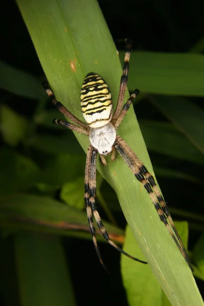 Wespenspinne Argiope Bruennichi Pająk — Zdjęcie stockowe