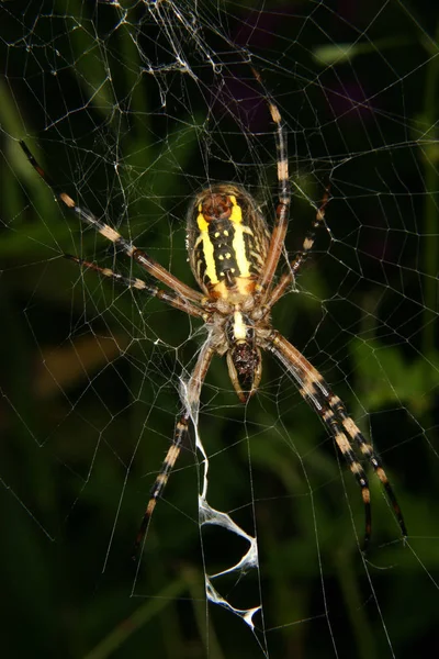 Vosí Pavouk Argiope Bruennichi Její Síti — Stock fotografie