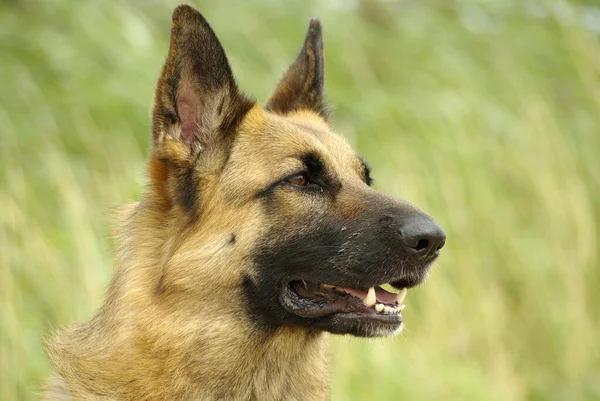 Porträt Eines Süßen Hundes — Stockfoto