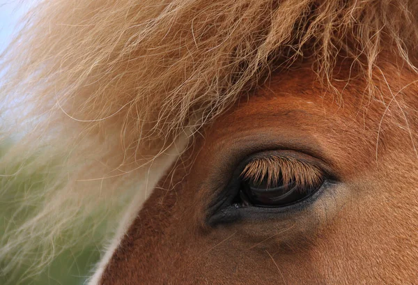 Niedliches Pferd Wilder Natur — Stockfoto