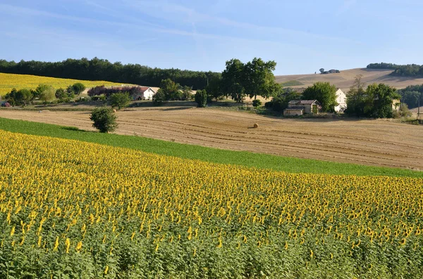 Sonnenblumenfeld Helianthus Annuus Frankreich Departement Tarn — Stockfoto