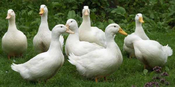 Festői Kilátás Gyönyörű Madár Természetben — Stock Fotó