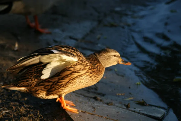 Tema Del Pájaro Pintoresco Tiro Fotos de stock libres de derechos