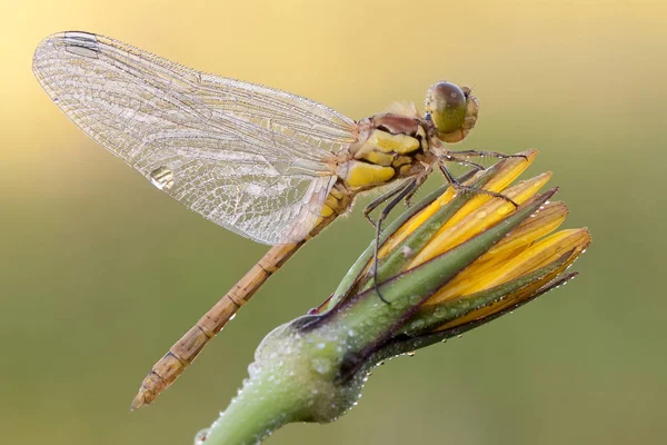 Close Macro View Van Libelle Insect — Stockfoto