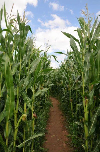 Zemědělská Zemědělská Půda Kukuřičné Pole — Stock fotografie