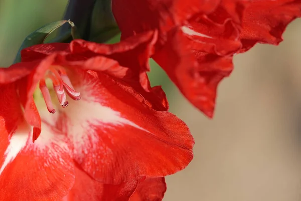 Gladiolus Çiçekleri Çiçek Açar — Stok fotoğraf