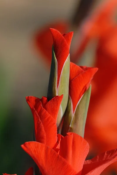 Квітка Гладіолуса Пелюстки Розквітають — стокове фото