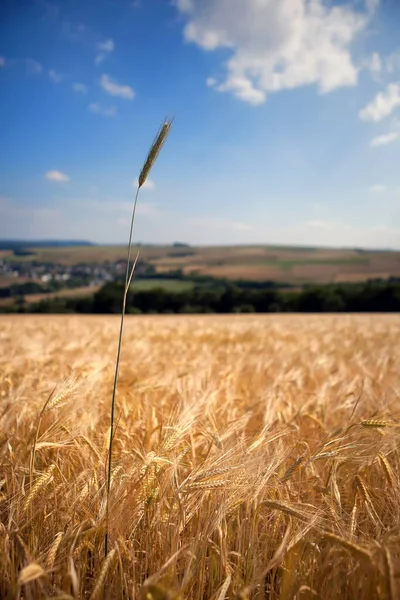 Άποψη Του Cornfield Έννοια Της Γεωργίας — Φωτογραφία Αρχείου