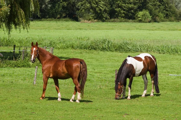 Gräsmark Med Två Hästar Solig Sommardag Landet — Stockfoto