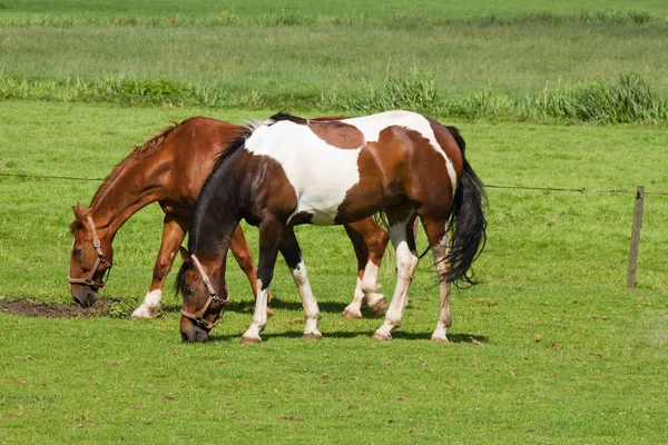 Gräsmark Med Två Betande Hästar Solig Sommardag Landet — Stockfoto