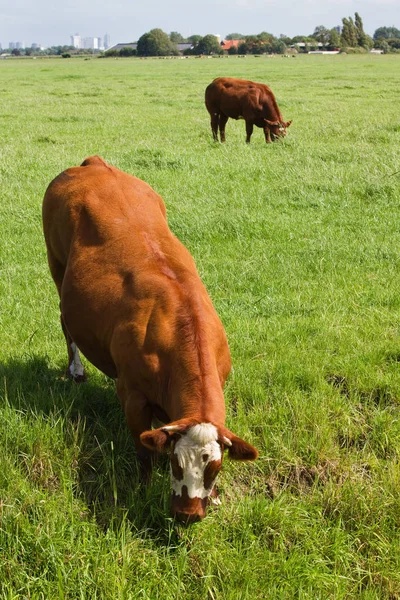 Paisaje Holandés Con Granjas Vacas Carne Pastoreo —  Fotos de Stock