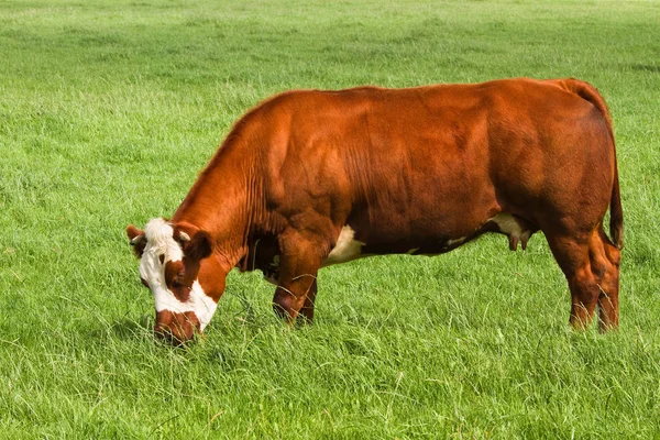 Prados Com Pasto Vaca Carne Verão Ensolarado País — Fotografia de Stock