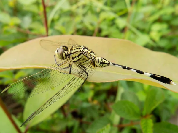 dragonfly,close-up of insect in nature