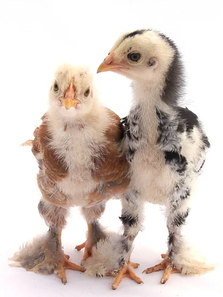 Vacker Utsikt Över Vacker Fågel Naturen — Stockfoto