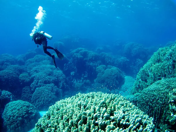 エジプト紅海の巨大なサンゴの上に浮かぶダイバー — ストック写真