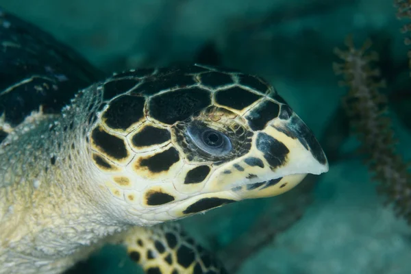 Zbliżenie Żółwia Morskiego Morzu Karaibskim — Zdjęcie stockowe