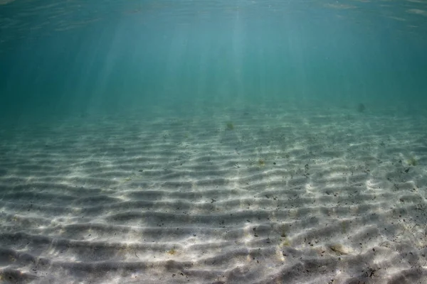 Unterwasserszene Der Karibik — Stockfoto