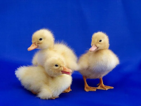 Recién Nacidos Patos Lindo Niños — Foto de Stock