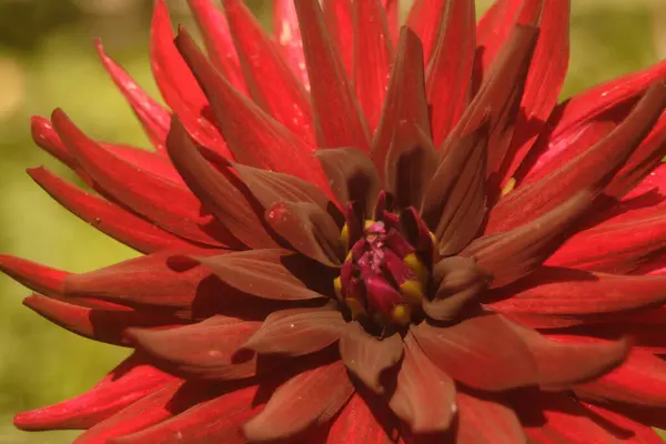 Nahaufnahme Der Schönen Blühenden Dahlie — Stockfoto