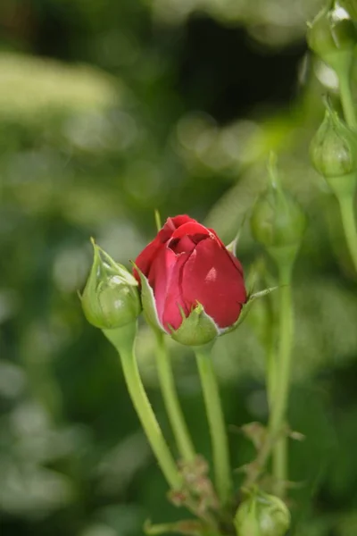 Růžové Okvětní Lístky Flóra — Stock fotografie