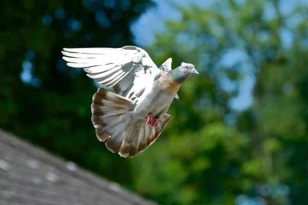 Vacker Utsikt Över Vacker Fågel Naturen — Stockfoto