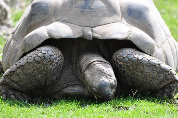 Tortuga Reptil Criatura Animal —  Fotos de Stock