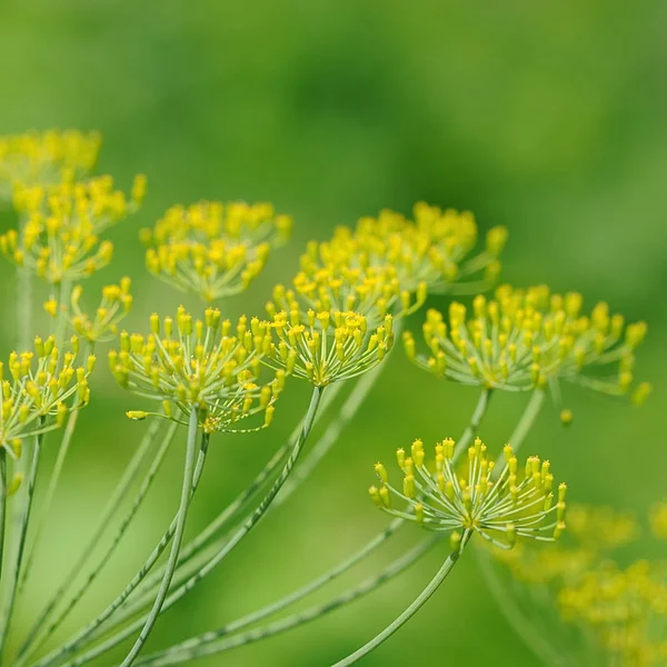 Vacker Botanisk Skott Naturliga Tapeter — Stockfoto