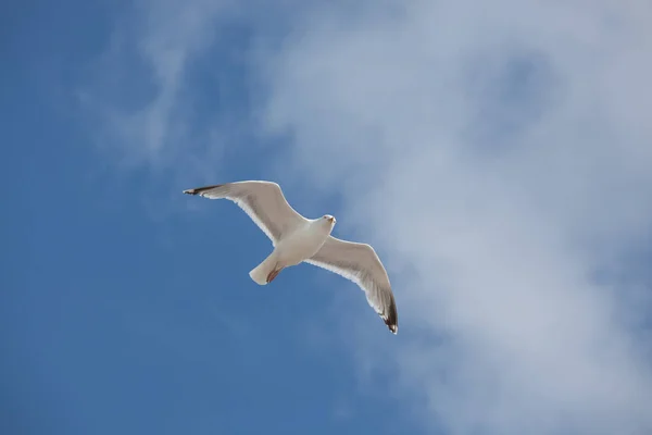 Vacker Utsikt Över Vackra Måsfåglar Naturen — Stockfoto