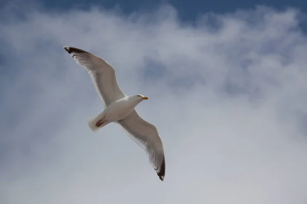 Scenic View Beautiful Seagull Birds Nature — Stock Photo, Image