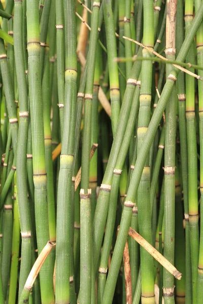 Vacker Botanisk Skott Naturliga Tapeter — Stockfoto