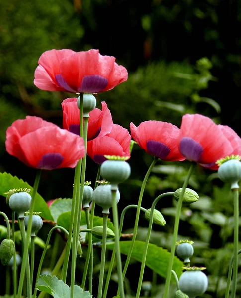 Lindas Flores Papoilas Fundo — Fotografia de Stock