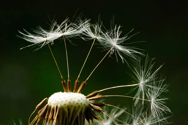 Seeds of dandelion are flying away on green background.