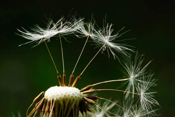 Las Semillas Diente León Están Volando Sobre Fondo Verde — Foto de Stock