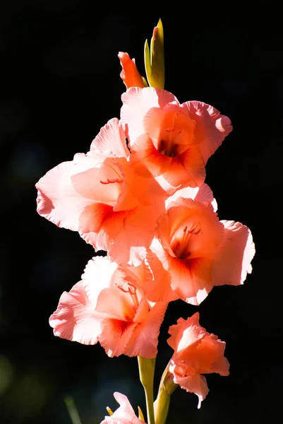 Gladiolus Sword Leaved Cymbidium Gladiolus Gandavensis Van Houtte Gladiolus — Foto de Stock