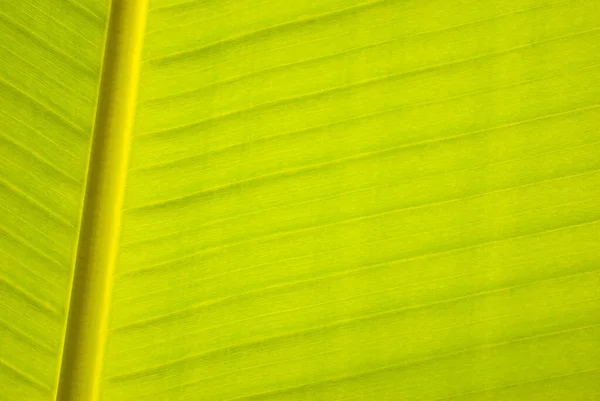 香蕉叶 平行线 — 图库照片
