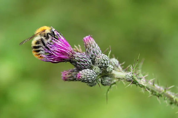 Vue Rapprochée Bel Insecte Bourdon — Photo