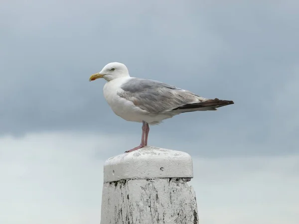 Vista Panorámica Hermosas Aves Gaviota Naturaleza — Foto de Stock