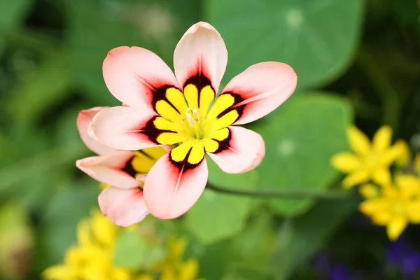 Sparaxis Arlekin Kwiat Ogrodzie Bliska — Zdjęcie stockowe