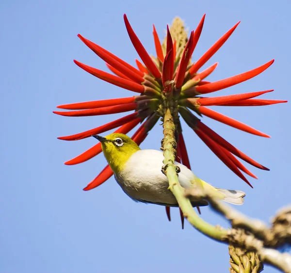 可爱的小鸟儿和红色花 日本人敌印度珊瑚树上 — 图库照片