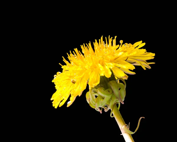 Fleur Pissenlit Jaune Avec Des Gouttes Eau Sur Fond Noir — Photo