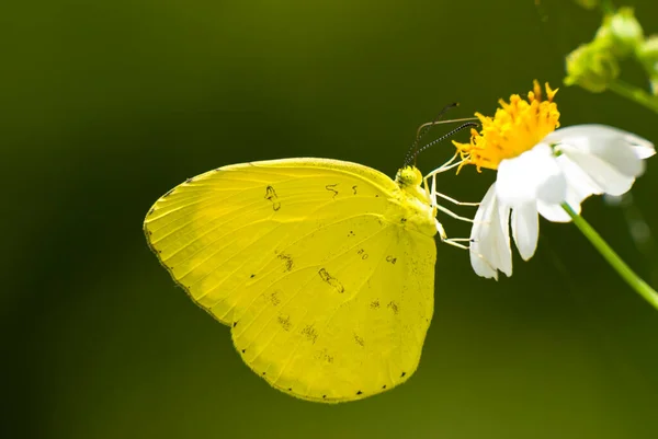 Желтая Бабочка Eurema Blanda Arsakia Питается Маленьким Белым Цветком — стоковое фото