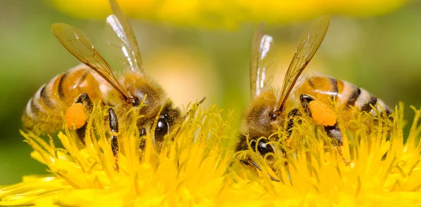 Två Bin Och Maskros Blomma Serie Maskros — Stockfoto