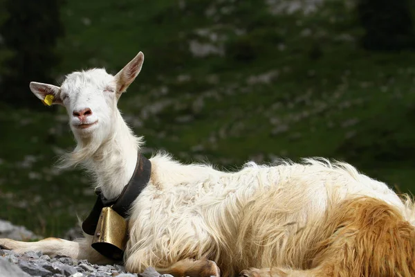 Chèvre Suisse Sur Montagne — Photo