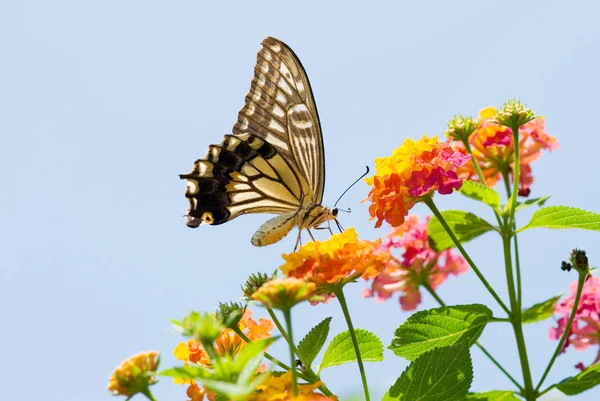Colorful Swallowtail Butterfly Flying Feeding Blue Sky — Stock Photo, Image