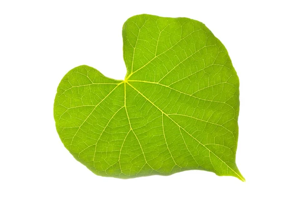 Natürliches Blatt Mit Schönem Herzmuster Isoliert Auf Weißem Hintergrund — Stockfoto