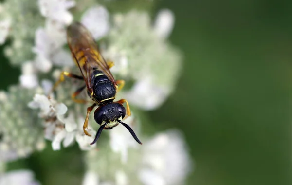Female Bees Body Length Female Male Smaller Only Honeybees Apis — Stock Photo, Image