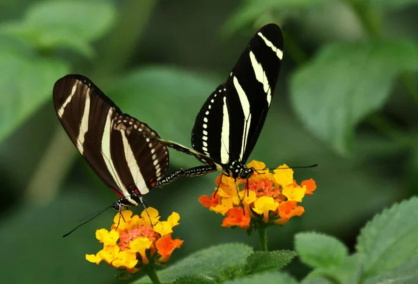 Closeup View Exotic Beautiful Falter — Stock Photo, Image