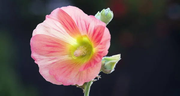 夜の光の中で輝く芝刈り機 — ストック写真