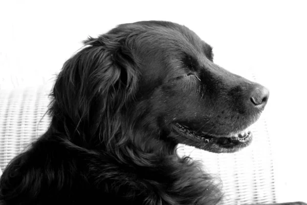 Portrait Cute Dog — Stock Photo, Image