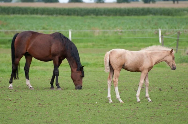 Pferde Tagsüber Freien — Stockfoto